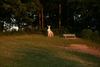 Hase Waldrand